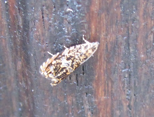 Cfr. Enarmonia formosana (Tortricidae)